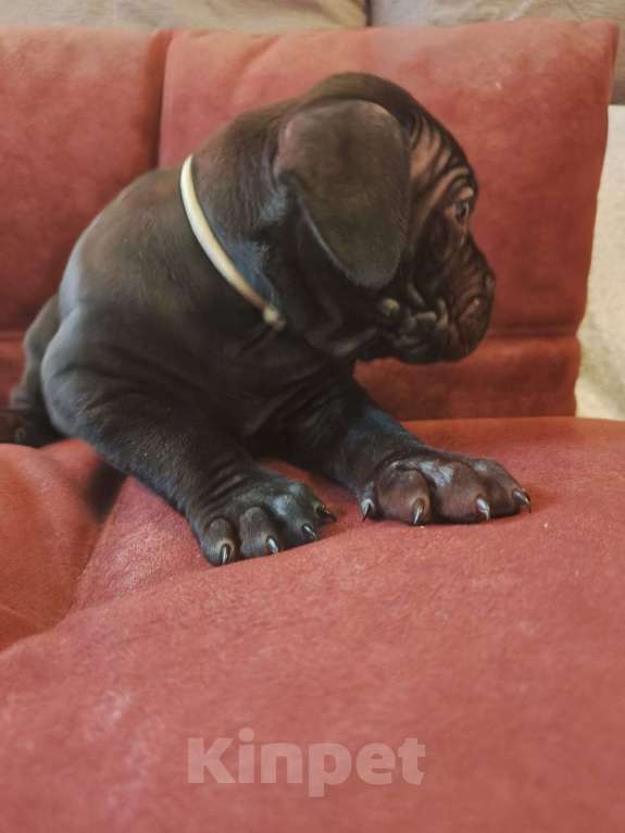 Собаки в Зеленогорске: Кане корсо щенки продажа Девочка, 50 000 руб. - фото 2