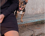 Собаки в Волгограде: Вязка - той-терьер (мини), 700 руб. - фото 3