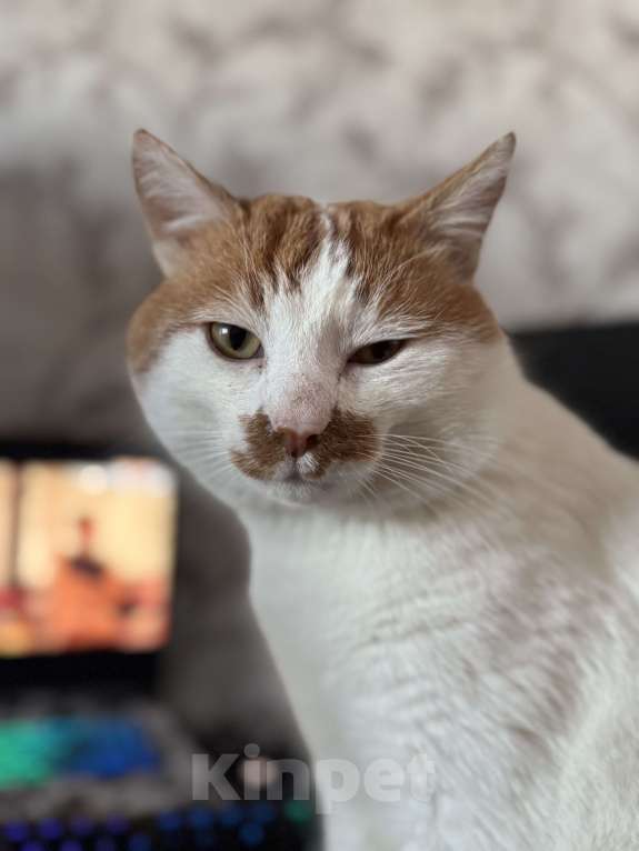 Кошки в Краснодаре: Отдам котика в добрые руки Мальчик, Бесплатно - фото 3