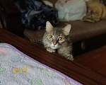 Кошки в Москве: Ника очень ищет дом!  Девочка, Бесплатно - фото 3