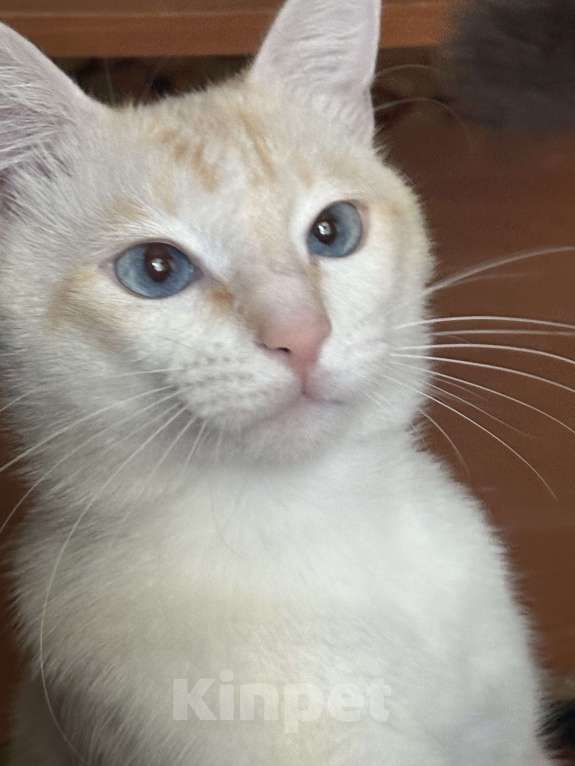 Кошки в Ростове-на-Дону: ПРОПАЛ КОТ !!! В районе частного сектора на Чкаловском Мальчик, Бесплатно - фото 5