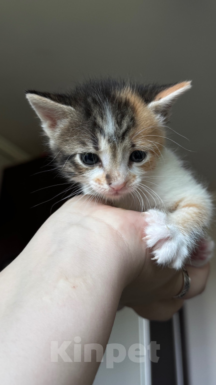 Кошки в Геленджике: девочки котята в добрые руки Девочка, Бесплатно - фото 4
