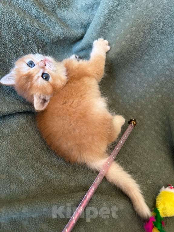 Кошки в Москве: Золотая шиншилла девочка Солнышко Девочка, 30 000 руб. - фото 8