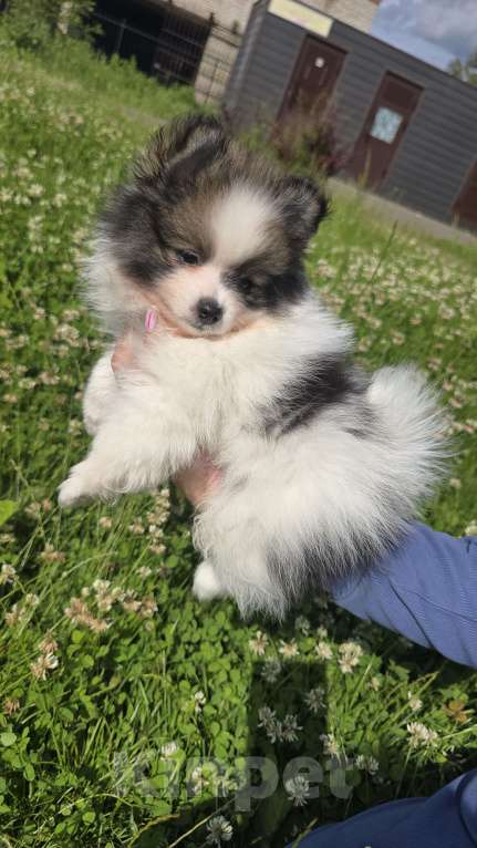 Собаки в Москве: Шикарный триколор Мальчик, 30 000 руб. - фото 2