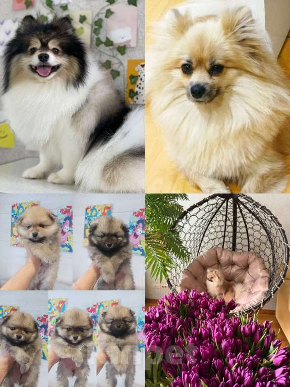 Собаки в Химках: Малыши, рождённые 8 Марта Разнополые, 35 000 руб. - фото 2