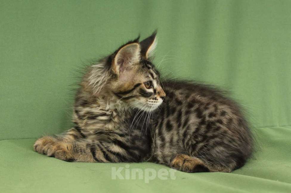 Кошки в Уфе: Котенок мейн-кун Мальчик, Бесплатно - фото 1