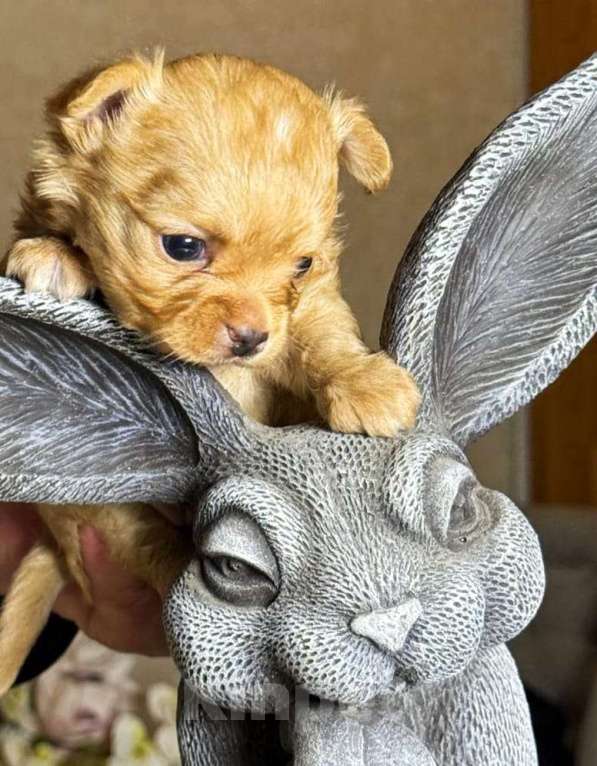 Собаки в других городах Московской области: Щенки чихуахуа от элитных родителей Мальчик, Бесплатно - фото 2