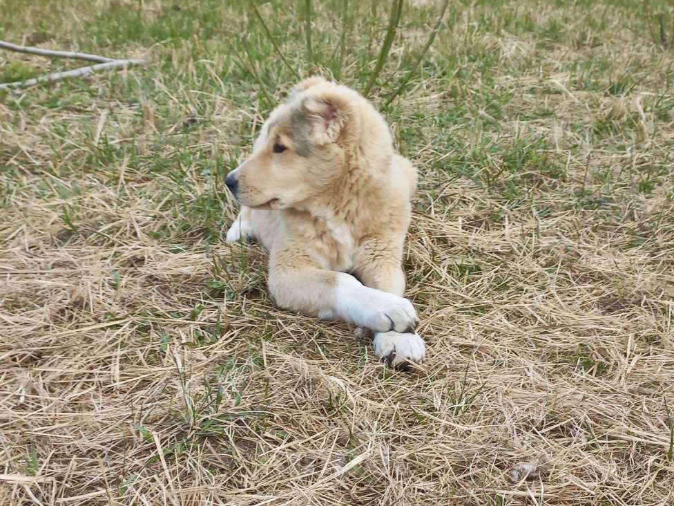 Собаки в Смоленске: Щенки САО (алабай) Девочка, 30 000 руб. - фото 2
