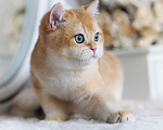 Кошки в Владивостоке: Британский котенок Heat Мальчик, 150 000 руб. - фото 7