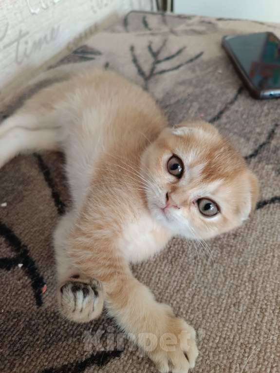 Кошки в Екатеринбурге: Вислоухая девочка окраса ny11 Девочка, 16 000 руб. - фото 7