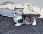 Кошки в Прокопьевске: Манчкин Девочка, Бесплатно - фото 2