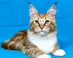 Кошки в Дедовске: Мейн-кун кот Федот Мальчик, 45 000 руб. - фото 7