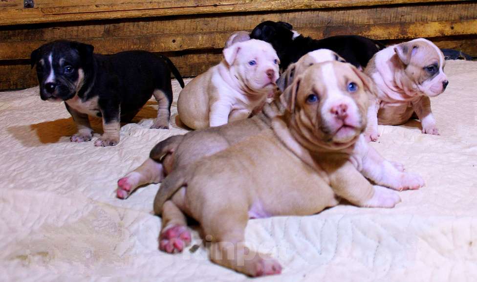 Собаки в Братске: Булочки Разнополые, 70 000 руб. - фото 4