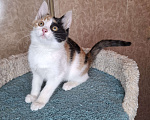 Кошки в Москве: Котёнок с трехцветной мордашкой в добрые руки  Девочка, Бесплатно - фото 10