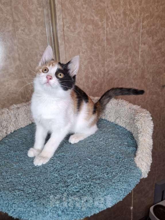 Кошки в Москве: Котёнок с трехцветной мордашкой в добрые руки  Девочка, Бесплатно - фото 10