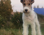 Собаки в Усмани: Фокстерьера щенки Девочка, 45 000 руб. - фото 1