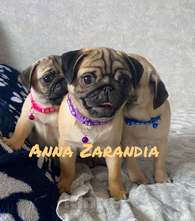 Собаки в Кропоткине: Щенки мопса Разнополые, Бесплатно - фото 4