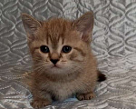 Кошки в других городах Воронежской области: Короткие лапки котенок Мальчик, 39 900 руб. - фото 3