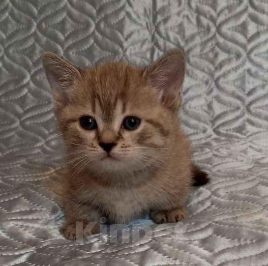 Кошки в других городах Воронежской области: Короткие лапки котенок Мальчик, 39 900 руб. - фото 3