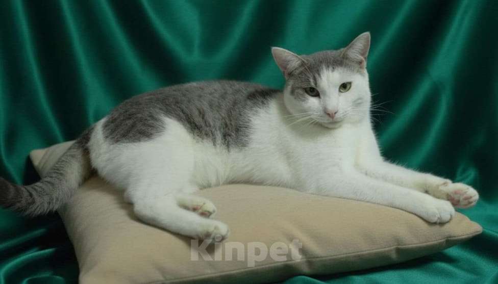 Кошки в Голицыно: 💚 Ищем любящих и заботливых хозяев для котика 💚 Мальчик, Бесплатно - фото 5