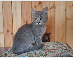 Кошки в Москве: Котенок Лилу ищет дом Девочка, Бесплатно - фото 1