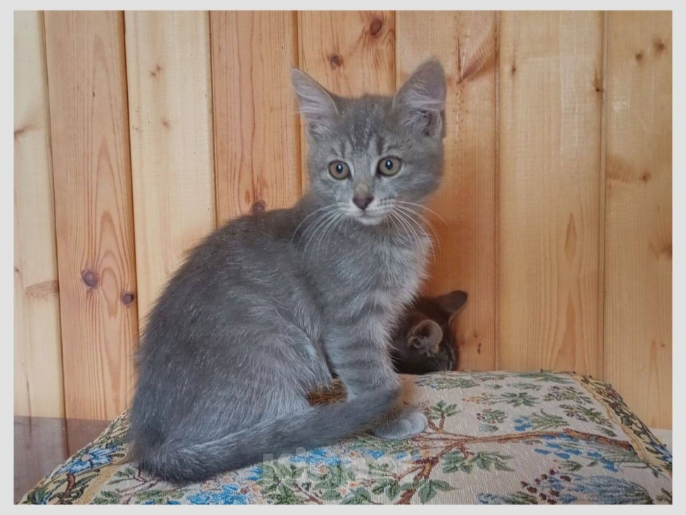 Кошки в Москве: Котенок Лилу ищет дом Девочка, Бесплатно - фото 1