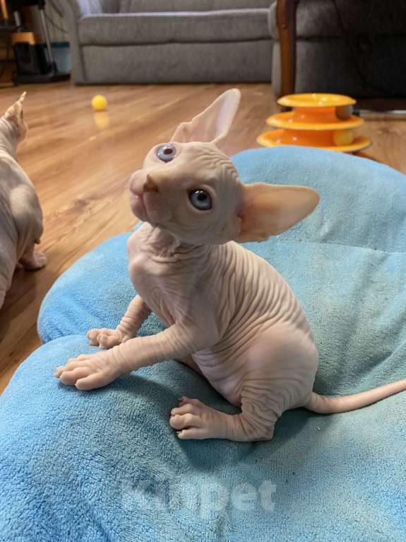 Кошки в Волгограде: Мальчик канадский сфинкс 1,5 месяца Мальчик, 18 000 руб. - фото 3