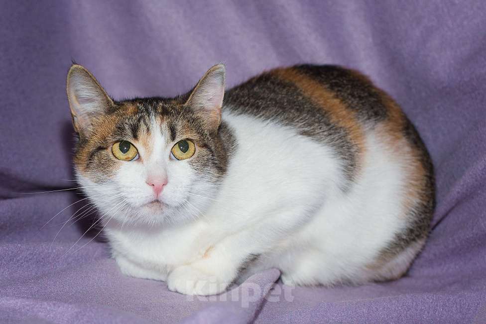 Кошки в Москве: Кото-булочное изделие в поисках семьи  Девочка, Бесплатно - фото 3