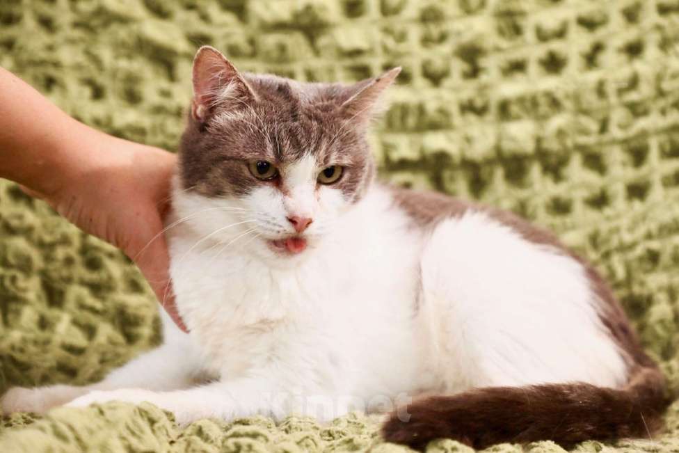 Кошки в Москве: Миссис Марпл. Кошка со страшной судьбой в добрые руки Девочка, Бесплатно - фото 7