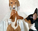 Собаки в Ижевске: Три мальчика басенджи. Мальчик, 60 000 руб. - фото 1
