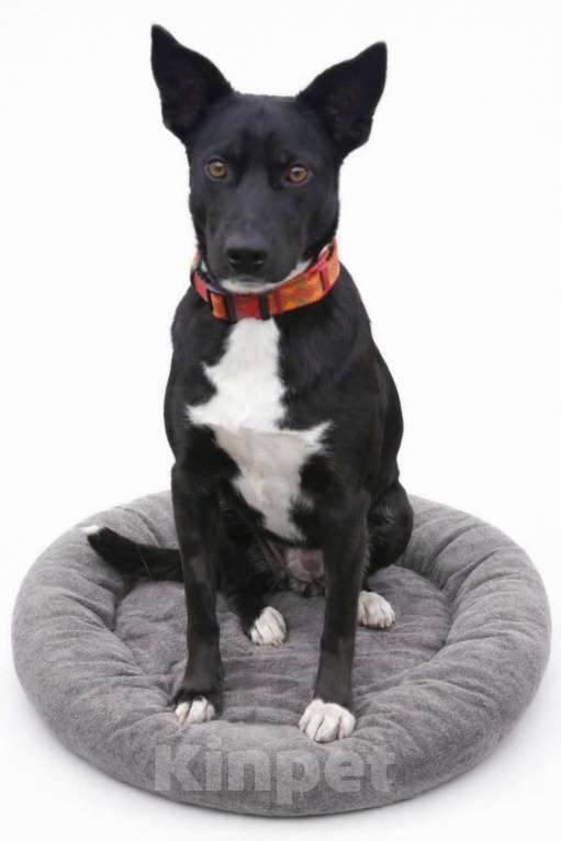 Собаки в Москве: Марси чудесная собака-компаньон ищет дом! Девочка, Бесплатно - фото 2