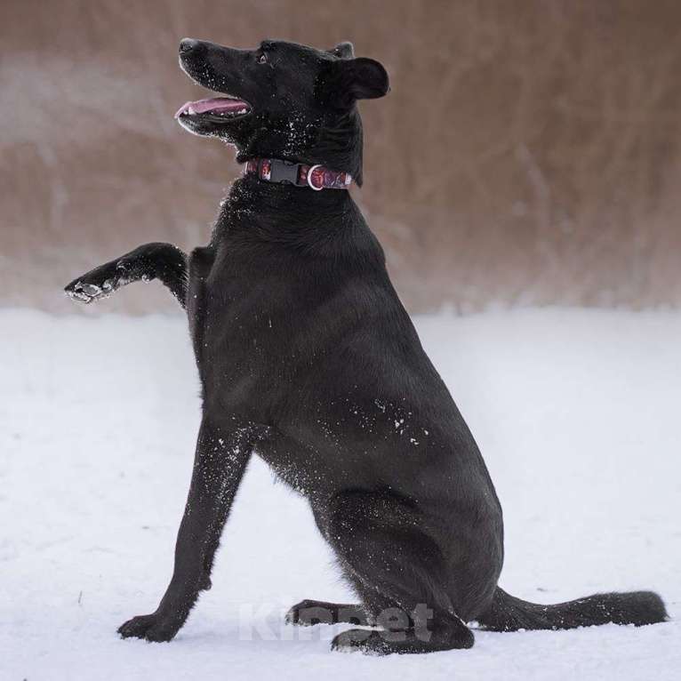 Собаки в Москве: Тата Девочка, Бесплатно - фото 3