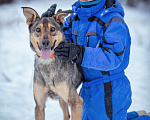 Собаки в Солнечногорске: Собака-компаньон в дар Девочка, Бесплатно - фото 7