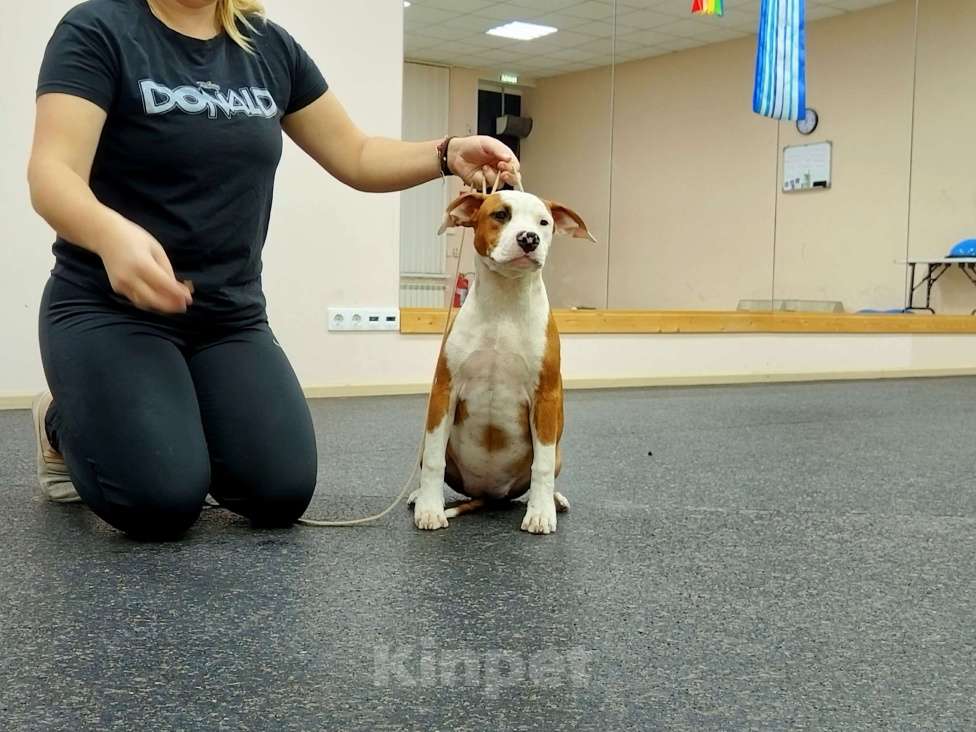 Собаки в Москве: АСТ Девочка, 60 000 руб. - фото 2