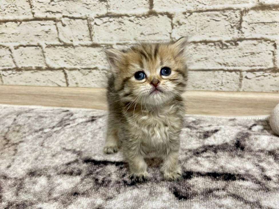 Кошки в Краснодаре: Продаётся шотландская девочка  Девочка, 12 000 руб. - фото 2