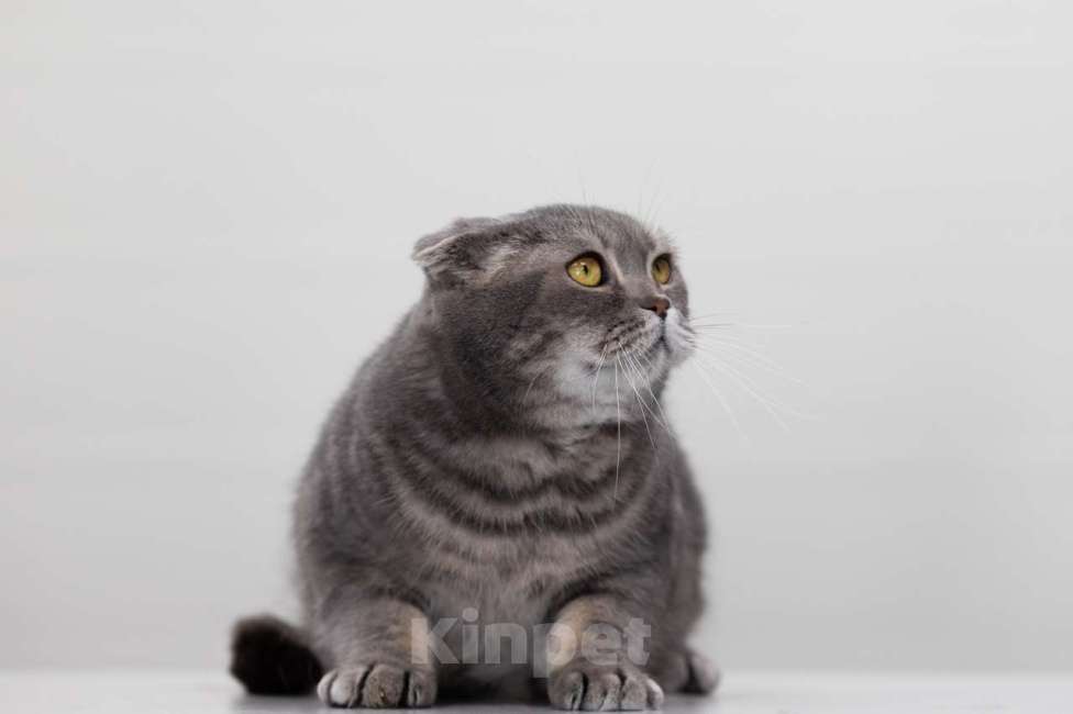 Кошки в Москве: кот Кефир Мальчик, Бесплатно - фото 3