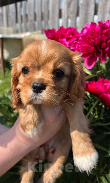 Собаки в Можге: Щенки Кавалер кинг чарльз спаниель  Девочка, 65 000 руб. - фото 4
