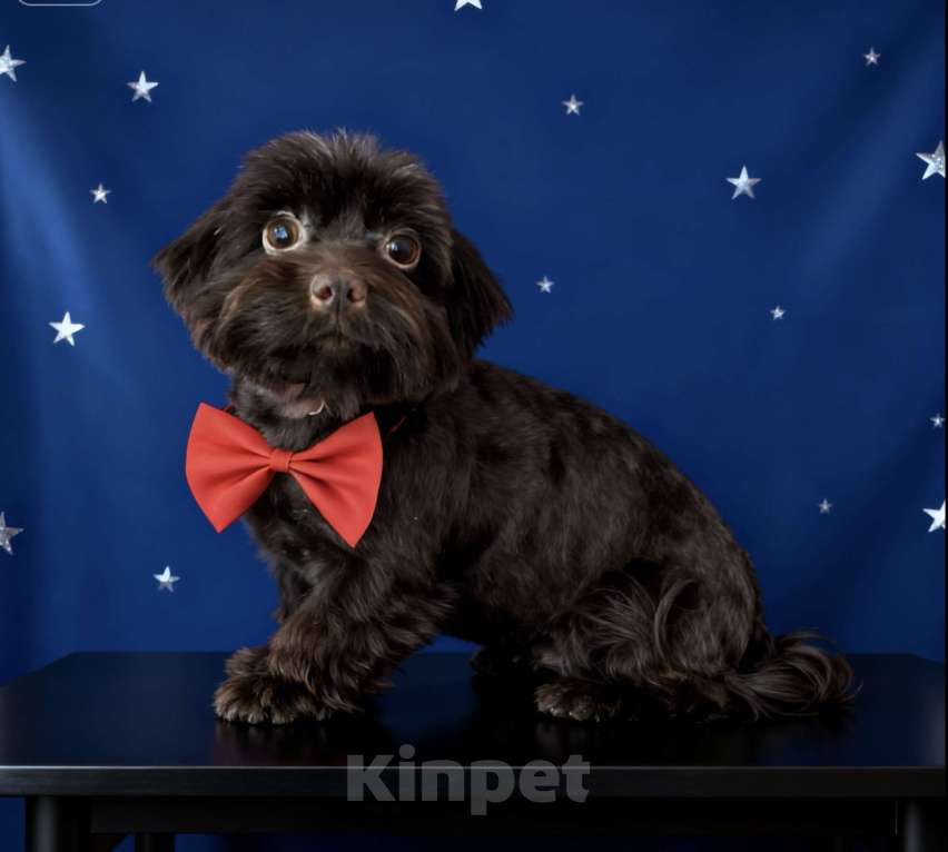 Собаки в Москве: Коричневый йорк девочка горький шоколад стандарт взрослая Девочка, 45 000 руб. - фото 1