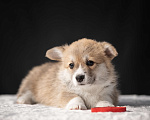Собаки в Краснодаре: Девочка корги пемброк Девочка, 65 000 руб. - фото 2