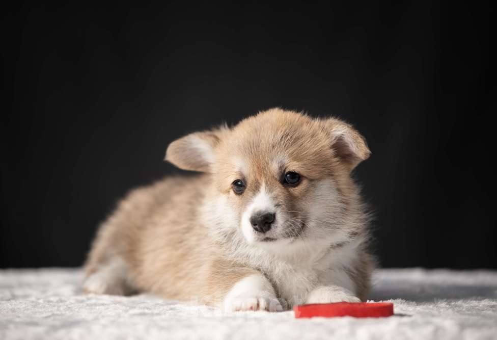 Собаки в Краснодаре: Девочка корги пемброк Девочка, 65 000 руб. - фото 2