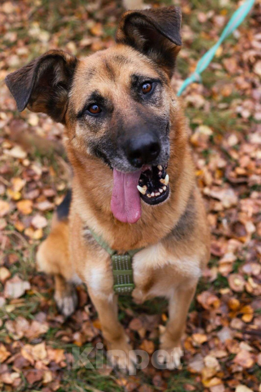 Собаки в Москве: Тася Девочка, Бесплатно - фото 1