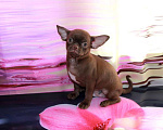 Собаки в Колпино: Чихуахуа щенки Мальчик, 25 000 руб. - фото 4