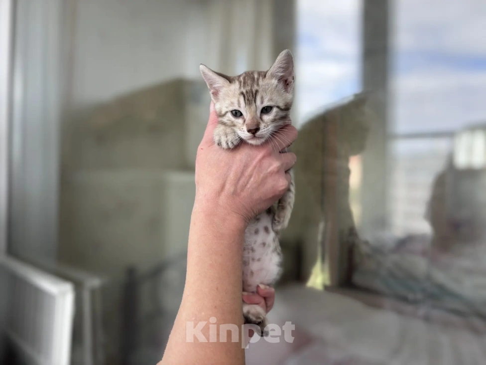 Кошки в Санкт-Петербурге: Бенгальский котёнок Девочка, 65 000 руб. - фото 6
