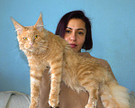 Кошки в Москве: котенок мейн кун кот Мальчик, 20 000 руб. - фото 1