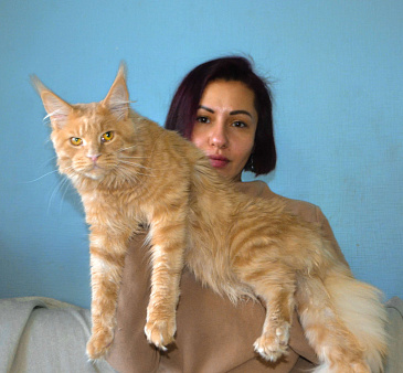 Объявление: котенок мейн кун кот, 20 000 руб., Москва