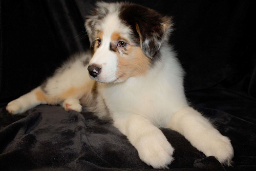 Австралийская овчарка (аусси)