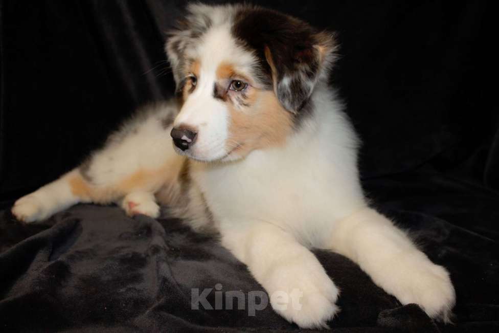 Собаки в других городах Московской области: Австралийская овчарка (аусси) Девочка, 70 000 руб. - фото 1