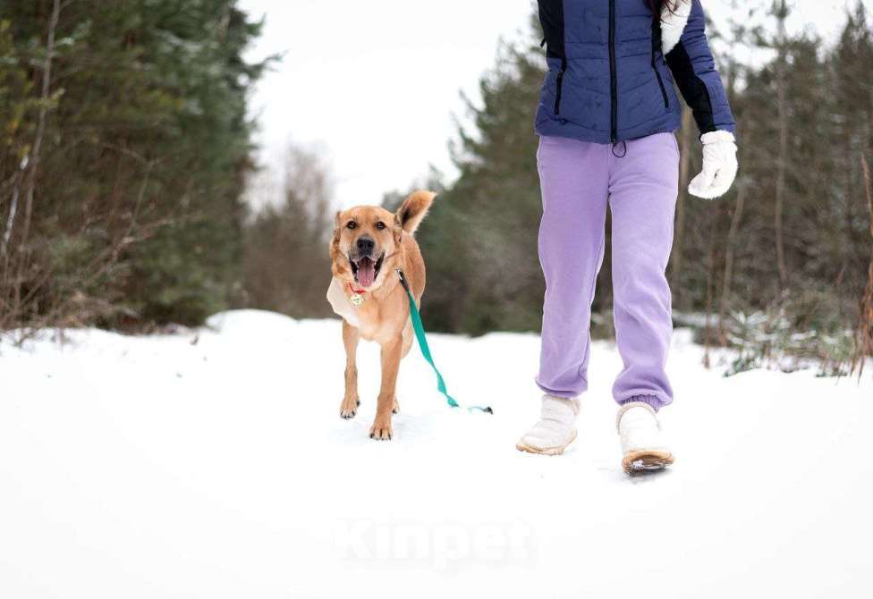 Собаки в Москве: Тома. Сильная девочка палевого окраса Девочка, Бесплатно - фото 6