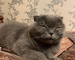 Кошки в Москве: Британская вислоухая кошка Девочка, 1 руб. - фото 2