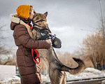 Собаки в Москве: 👶🏻Любимец детей Хан из приюта Мальчик, Бесплатно - фото 3